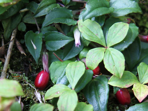 Tripterospermum japonicum