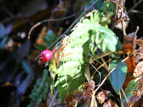 Tripterospermum japonicum