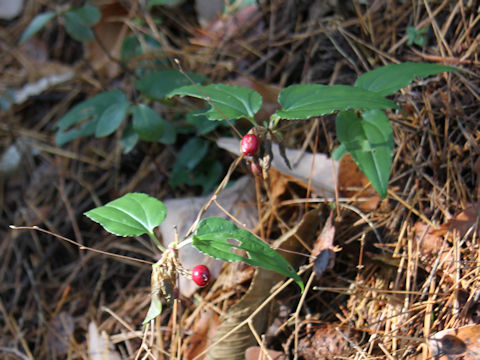 Tripterospermum japonicum