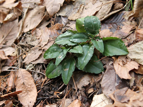 Tripterospermum japonicum