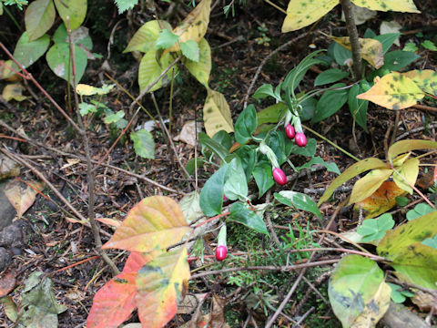 Tripterospermum japonicum