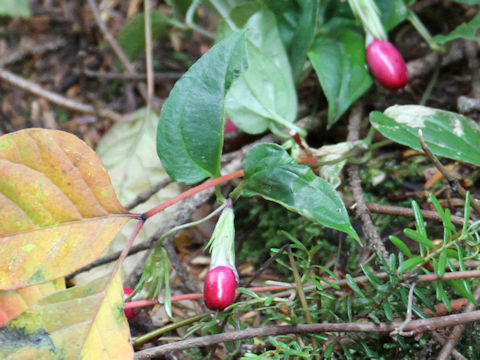 Tripterospermum japonicum