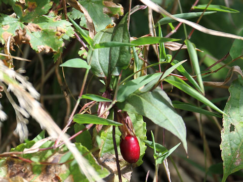 Tripterospermum japonicum