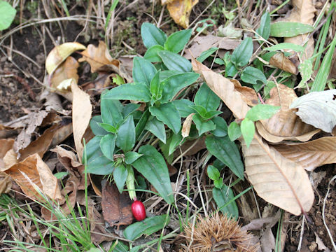 Tripterospermum japonicum