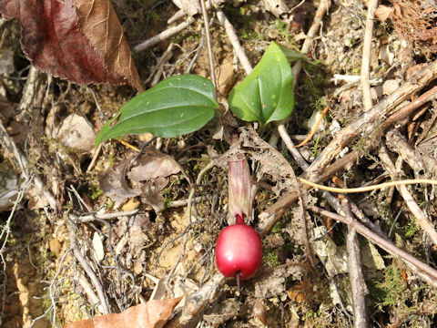 Tripterospermum japonicum