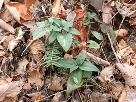 Tripterospermum japonicum