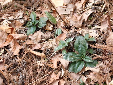 Tripterospermum japonicum