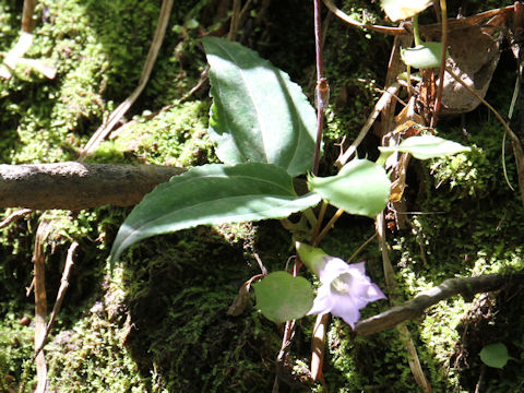 Tripterospermum japonicum