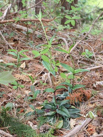 Tripterospermum japonicum