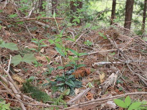 Tripterospermum japonicum