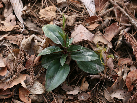 Tripterospermum japonicum