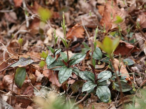 Tripterospermum japonicum