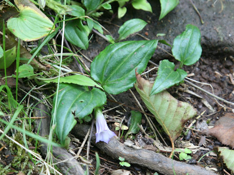 Tripterospermum japonicum