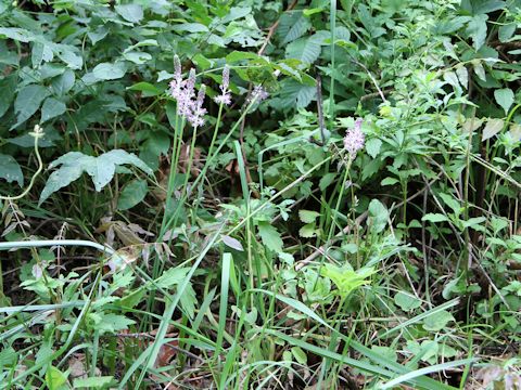 Scilla scilloides