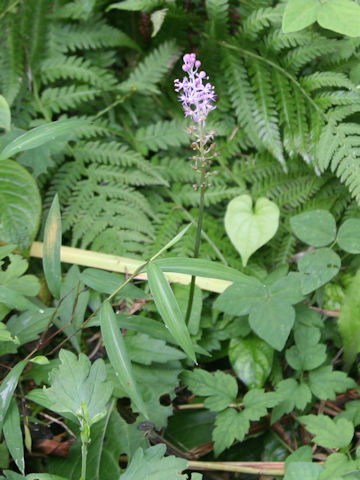 Scilla scilloides