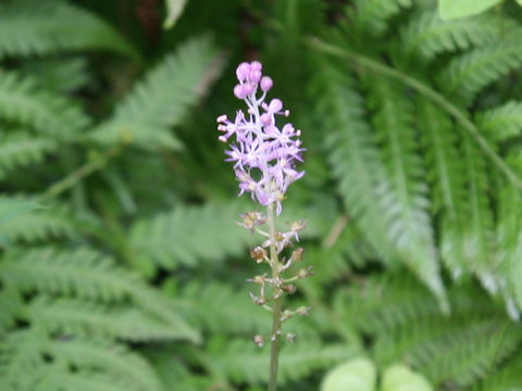 Scilla scilloides