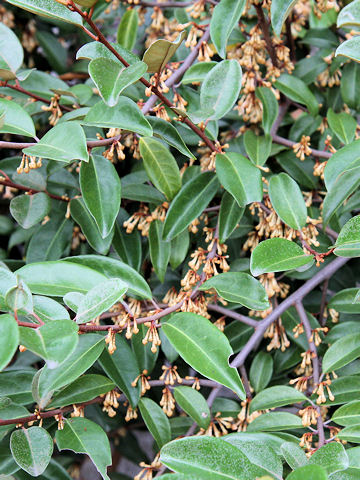 Elaeagnus glabra