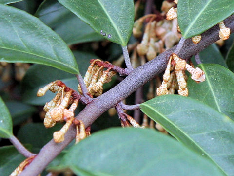 Elaeagnus glabra