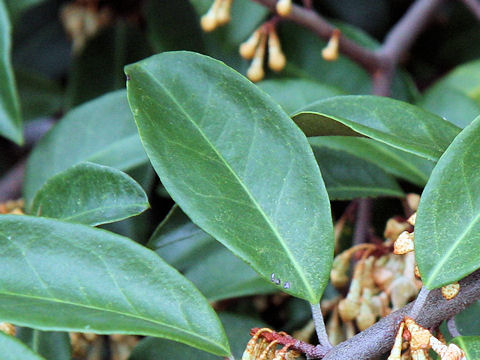 Elaeagnus glabra