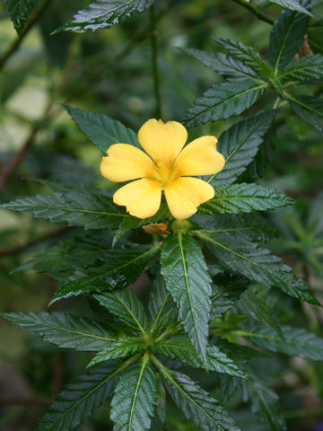 Turnera ulmifolia