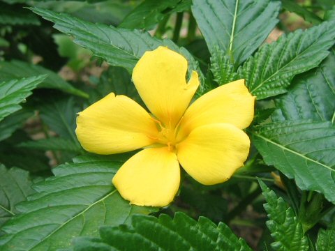 Turnera ulmifolia