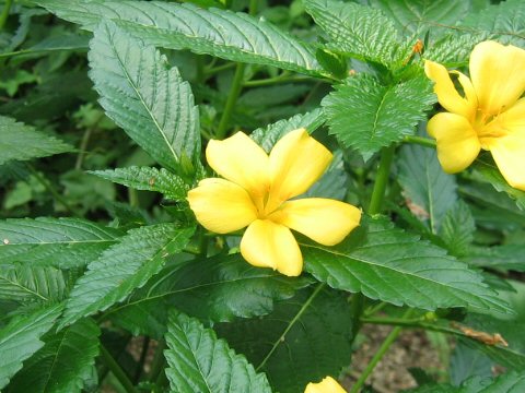 Turnera ulmifolia