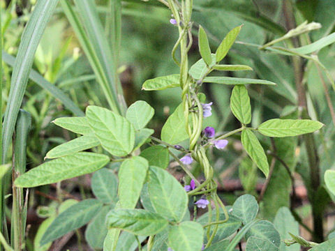 Glycine max ssp. soja