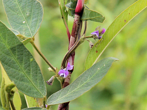 Glycine max ssp. soja