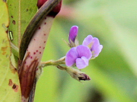 Glycine max ssp. soja