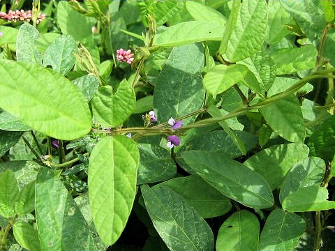 Glycine max ssp. soja