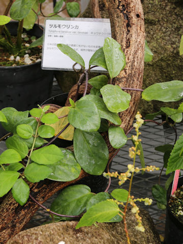 Tylophora tanakae