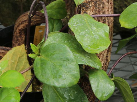 Tylophora tanakae