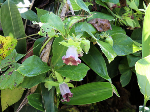 Codonopsis lanceolata