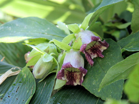 Codonopsis lanceolata