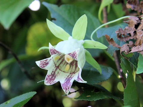 Codonopsis lanceolata