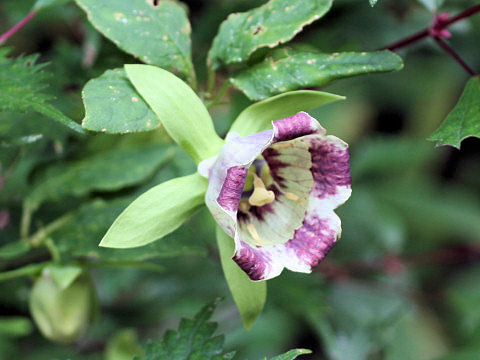 Codonopsis lanceolata