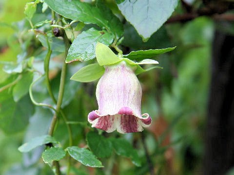 Codonopsis lanceolata