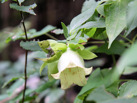 Codonopsis lanceolata