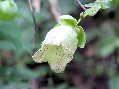 Codonopsis lanceolata