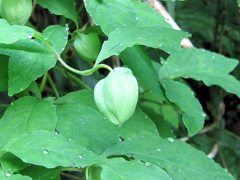 Codonopsis lanceolata