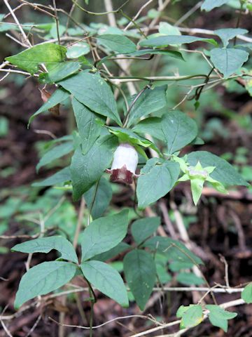 Codonopsis lanceolata