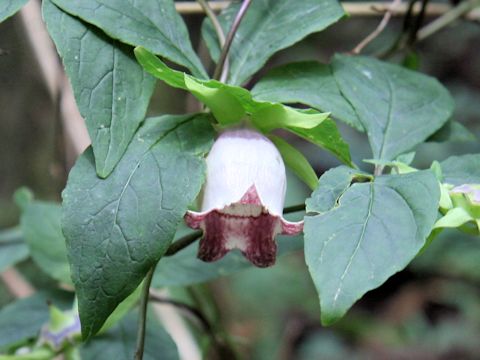 Codonopsis lanceolata