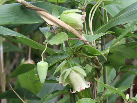 Codonopsis lanceolata