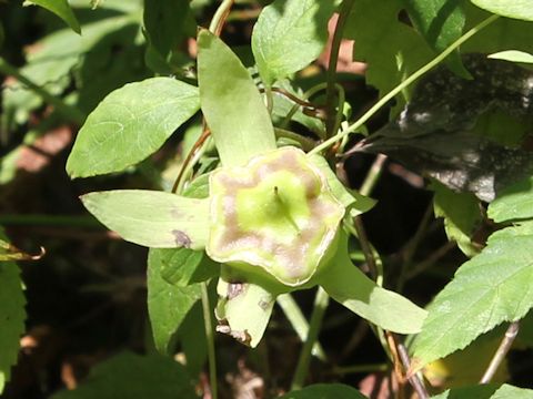 Codonopsis lanceolata