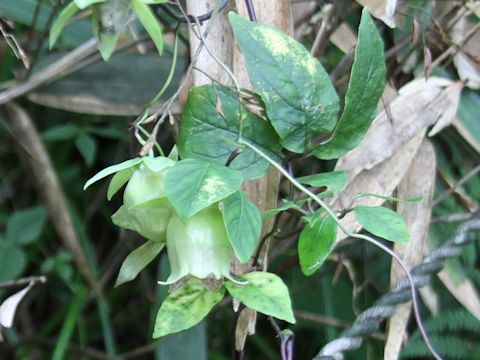 Codonopsis lanceolata