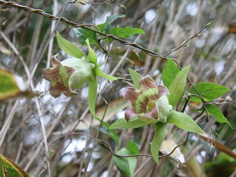 Codonopsis lanceolata