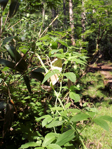 Codonopsis lanceolata