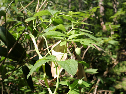 Codonopsis lanceolata