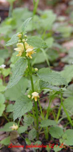 Lamium galeobdolon