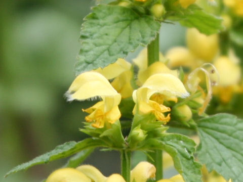 Lamium galeobdolon